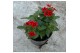 Verbena lascar red Verbena rood 