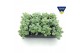 Sedum sieboldii mediovariegatum 