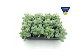 Sedum sieboldii mediovariegatum