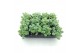 Sedum sieboldii mediovariegatum 