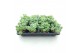 Sedum sieboldii mediovariegatum 