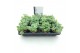 Sedum sieboldii mediovariegatum 