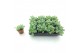 Sedum sieboldii mediovariegatum 