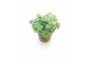 Sedum sieboldii mediovariegatum 