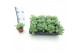 Sedum sieboldii mediovariegatum 
