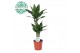 Dracaena fragrans janet lind 30-10 