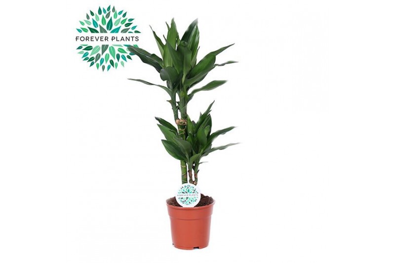 Dracaena fragrans janet lind 30-10 