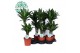 Dracaena fragrans janet lind 30-10 