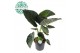 Alocasia regal shields 