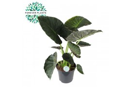 Alocasia regal shields