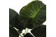 Alocasia regal shields 