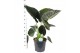 Alocasia regal shields 