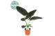 Alocasia regal shields 