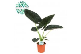 Alocasia regal shields