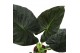 Alocasia regal shields 