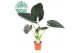 Alocasia regal shields 