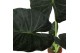 Alocasia regal shields 