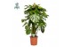 Monstera deliciosa mosstok (Air so Pure) 2 pp 