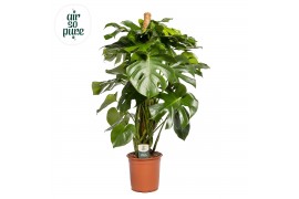Monstera deliciosa mosstok (Air so Pure) 2 pp