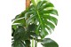 Monstera deliciosa mosstok (Air so Pure) 2 pp 