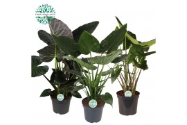 Alocasia mix