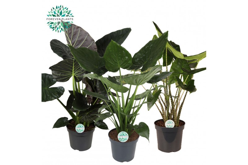 Alocasia mix 