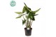 Alocasia zebrina 