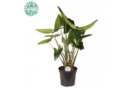 Alocasia zebrina