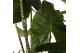 Alocasia zebrina 