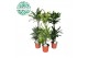 Dracaena fragr. deremensis mix 