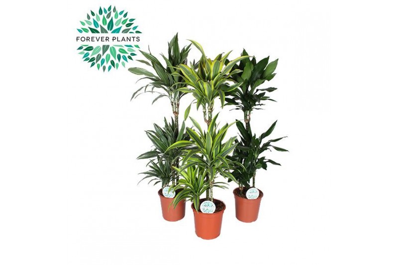 Dracaena fragr. deremensis mix 