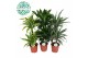 Dracaena fragr. deremensis gemengd x 3 sorten 