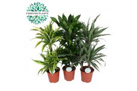 Dracaena fragr. deremensis gemengd x 3 sorten