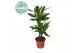 Dracaena fragr. golden coast 30-10 