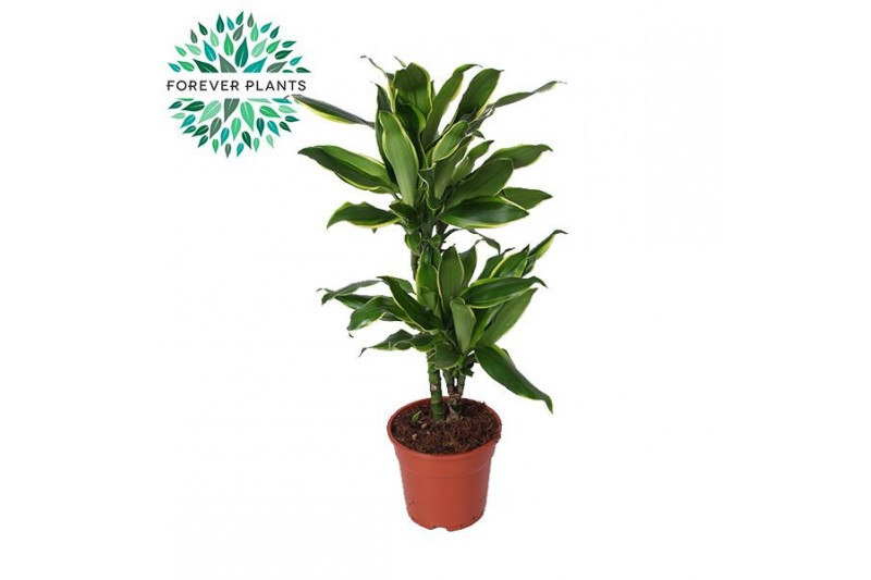 Dracaena fragr. golden coast 30-10 