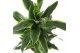 Dracaena fragr. golden coast 30-10 