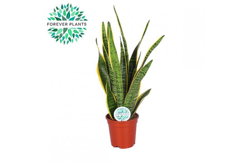 Sansevieria trifasciata laurentii 