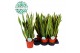 Sansevieria trifasciata laurentii 