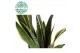 Sansevieria trifasciata laurentii 