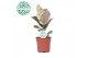 Ficus elastica tineke 