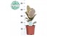 Ficus elastica tineke 