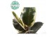Ficus elastica tineke 