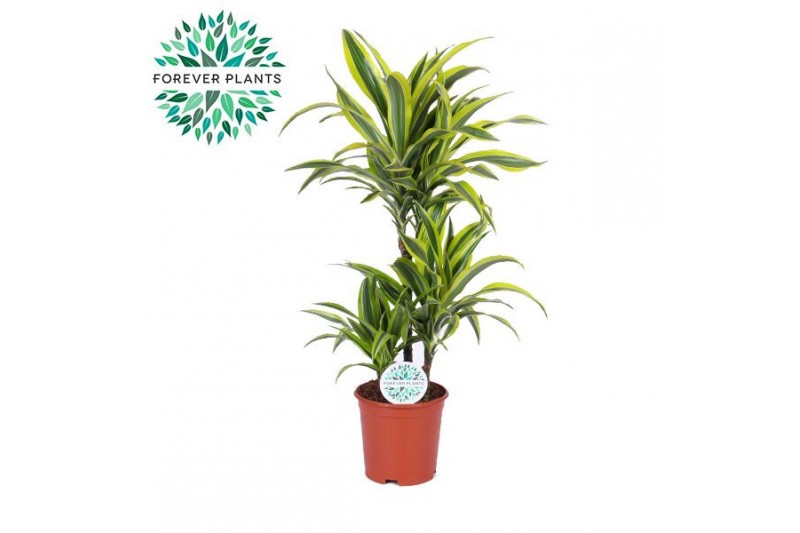 Dracaena fragr. der. lemon lime 45-15-10 