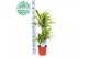 Dracaena fragr. der. lemon lime 45-15-10 