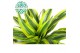 Dracaena fragr. der. lemon lime 45-15-10 
