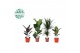 Kamerplanten mix gemengd x 4 sorten 