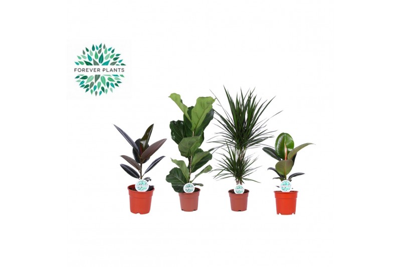 Kamerplanten mix gemengd x 4 sorten 