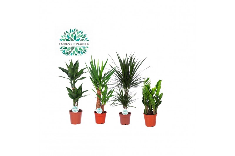 Kamerplanten mix gemengd 