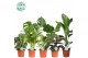 Kamerplanten mix gemengd + mountain 