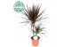 Dracaena marg. magenta 30-10 